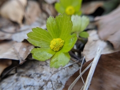 Masterwort (Astrantia)