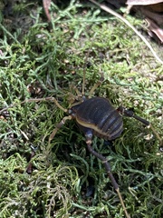 Acanthopachylus aculeatus