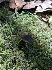 Acanthopachylus aculeatus