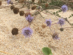 Jasione maritima