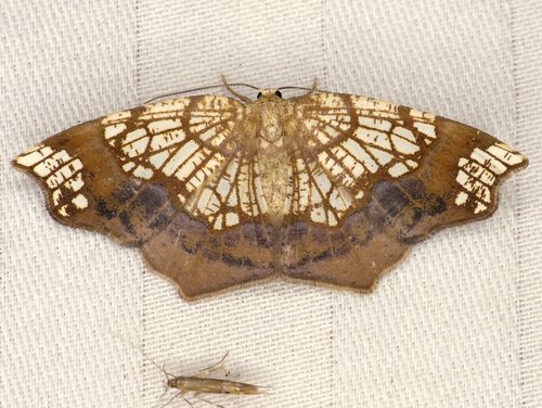 Horned Spanworm Moth