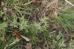 Peronospora vernalis