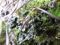 Cladonia mateocyatha