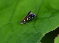Strobisia iridipennella