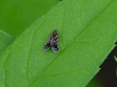 Strobisia iridipennella