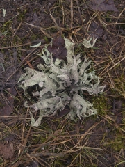 Ramalina fraxinea