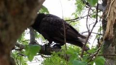 Nestor meridionalis septentrionalis