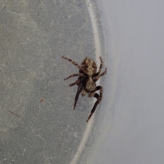 Pseudeuophrys lanigera