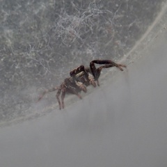 Pseudeuophrys lanigera