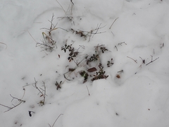 Arctostaphylos uva-ursi