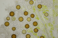 Peronospora vernalis