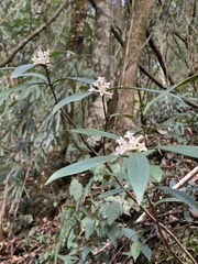 Daphne kiusiana