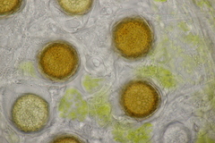 Peronospora vernalis