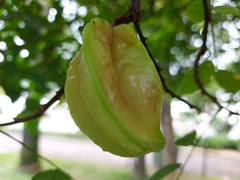 Averrhoa carambola