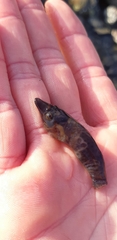 Lepadogaster lepadogaster