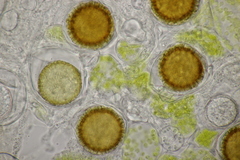 Peronospora vernalis