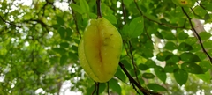 Averrhoa carambola