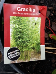 Bambusa textilis