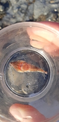 Lepadogaster lepadogaster