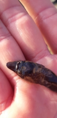Lepadogaster lepadogaster