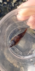 Lepadogaster lepadogaster