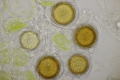 Peronospora vernalis