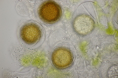 Peronospora vernalis