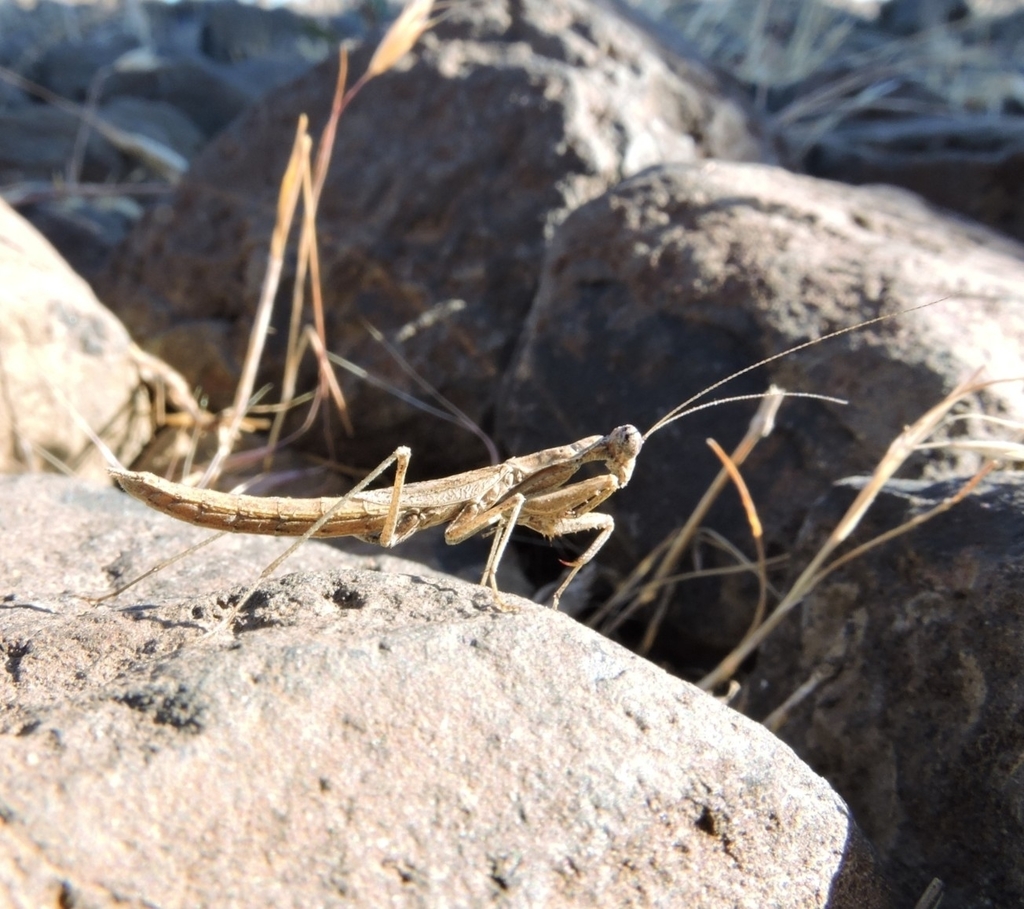 (Litaneutria superna) (Mantids of the United States) · iNaturalist