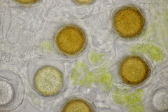 Peronospora vernalis