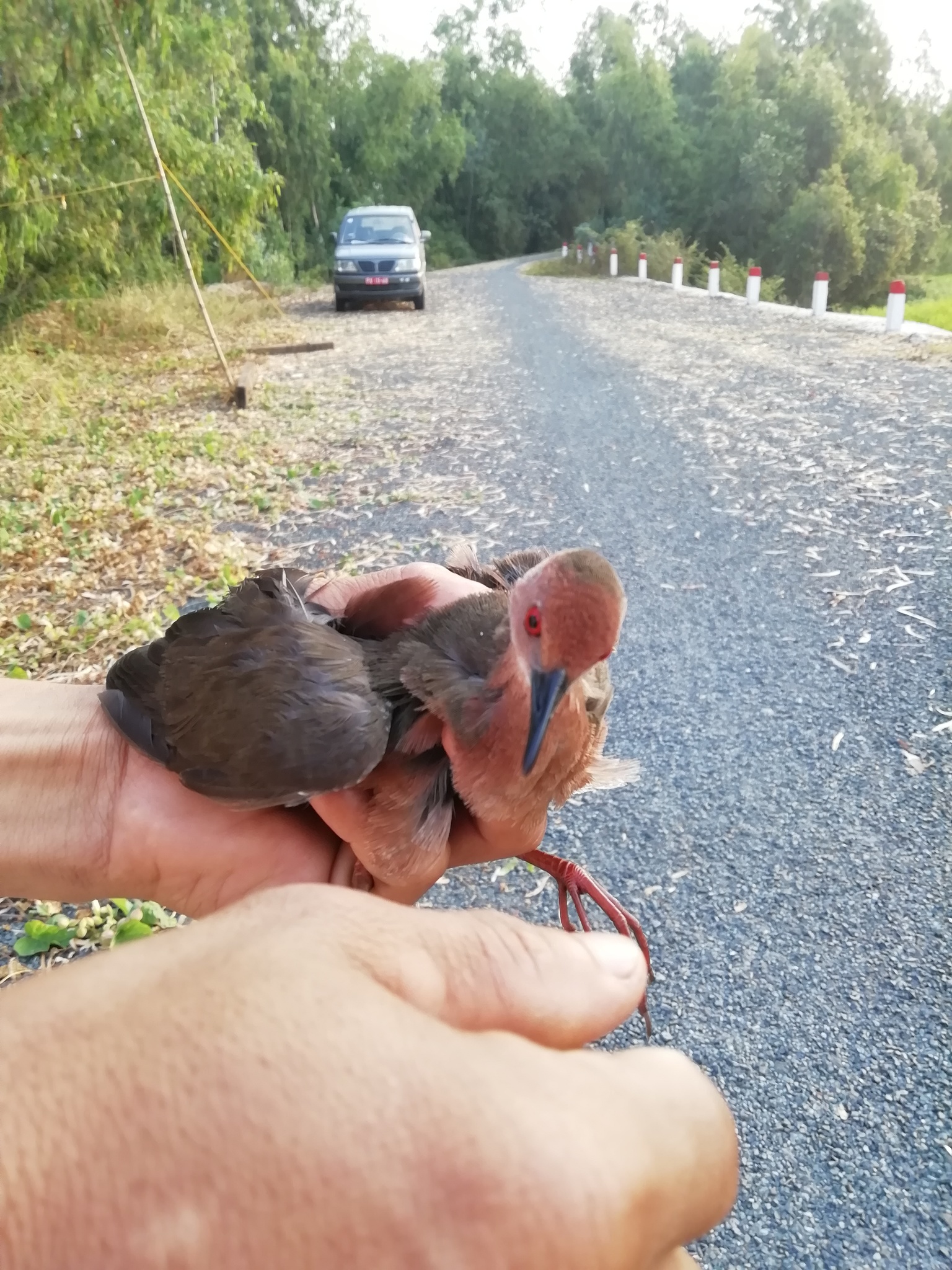 Band-bellied Crake