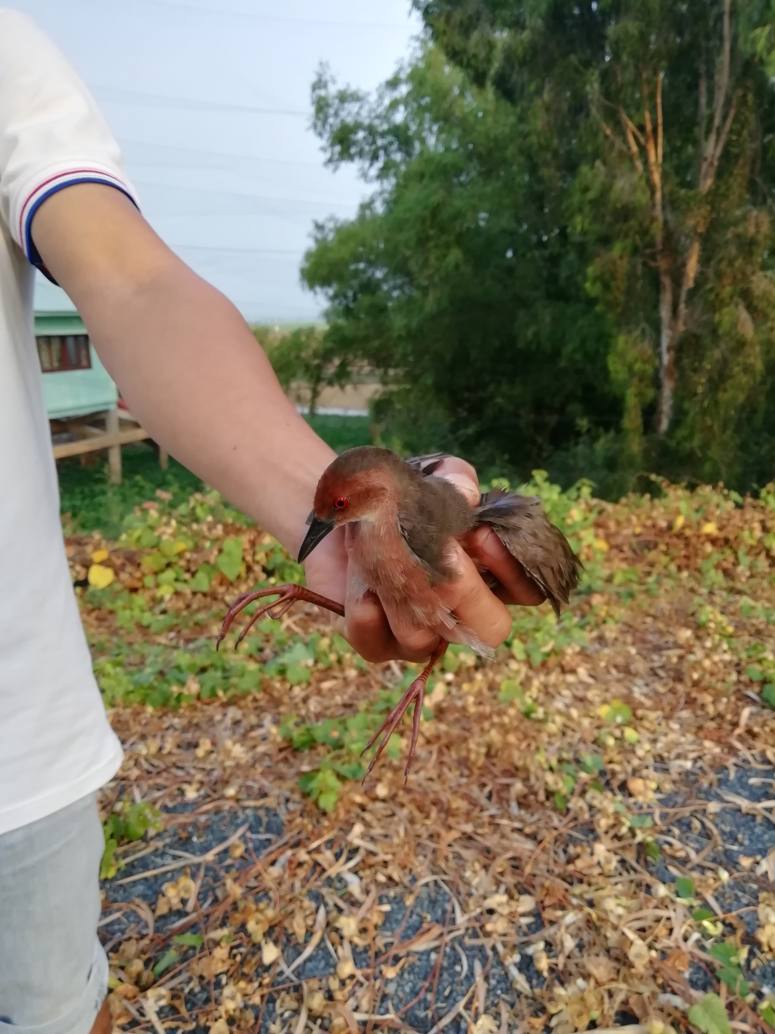 Band-bellied Crake