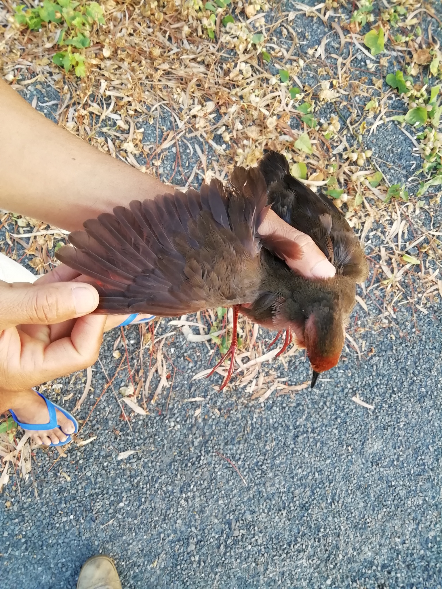 Band-bellied Crake