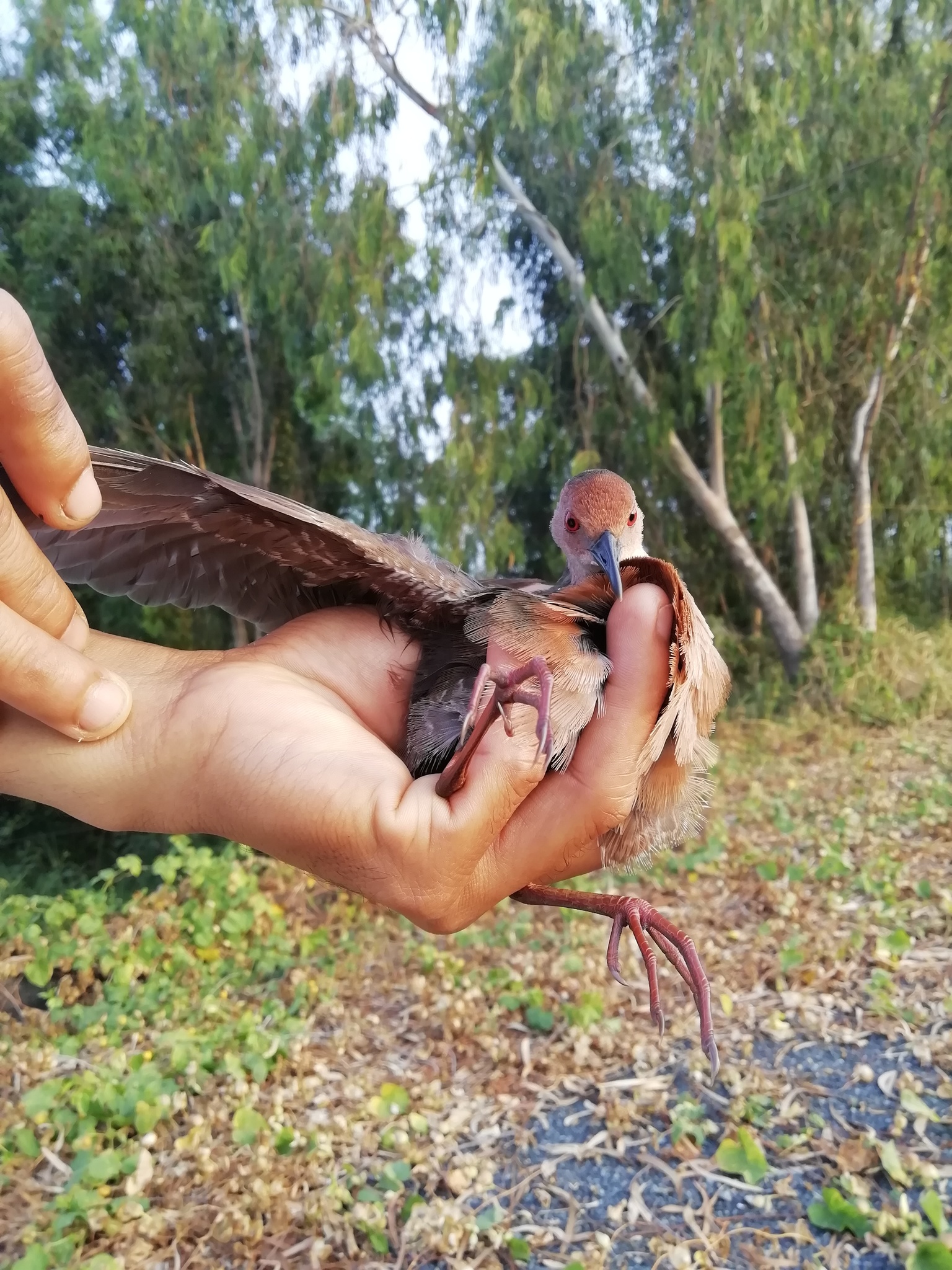 Band-bellied Crake