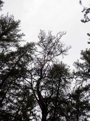 Picoides
