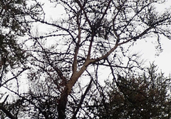 Picoides