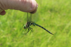 Pinheyschna subpupillata