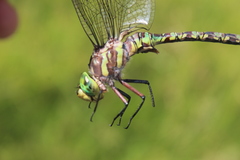 Pinheyschna subpupillata