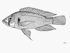 Bloyet's Cichlid photo 2