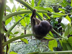 Callithrix penicillata