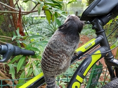 Callithrix penicillata