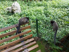 Callithrix penicillata