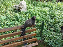 Callithrix penicillata