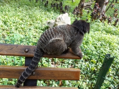 Callithrix penicillata