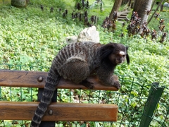 Callithrix penicillata