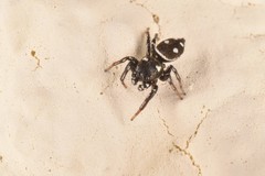 Heliophanus apiatus