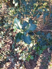 Ilex aquifolium