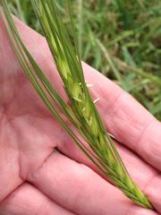 Hordeum spontaneum