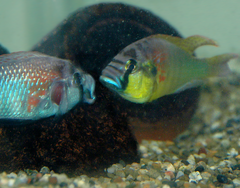 Burton's Mouth-Brooder photo 1