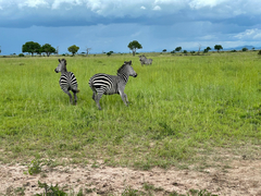 Equus quagga crawshayi