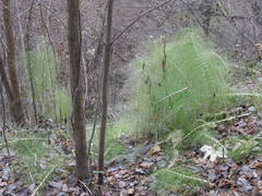 Equisetum telmateia telmateia